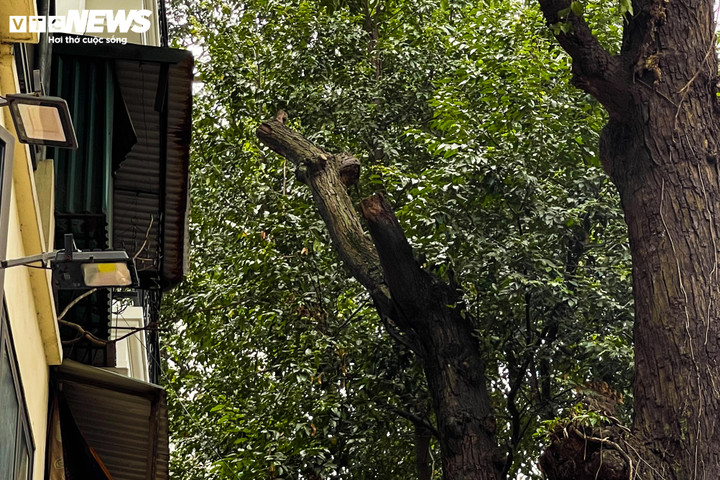 Cây sao đen nghi bị 'bức tử' trên phố Lò Đúc: 'Cứ nhà mới mọc lên là cây chết' - 5