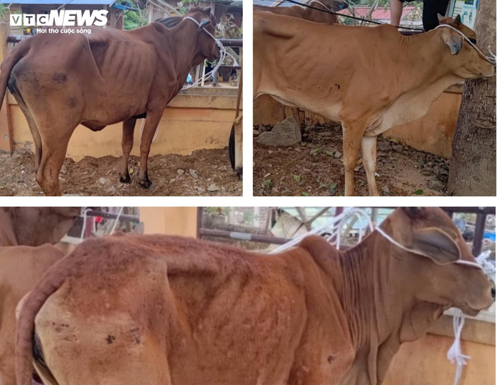 Bò cấp về cho dân nghèo huyện Hướng Hoá (Quảng Trị) bị phản ánh là gầy xơ xác.