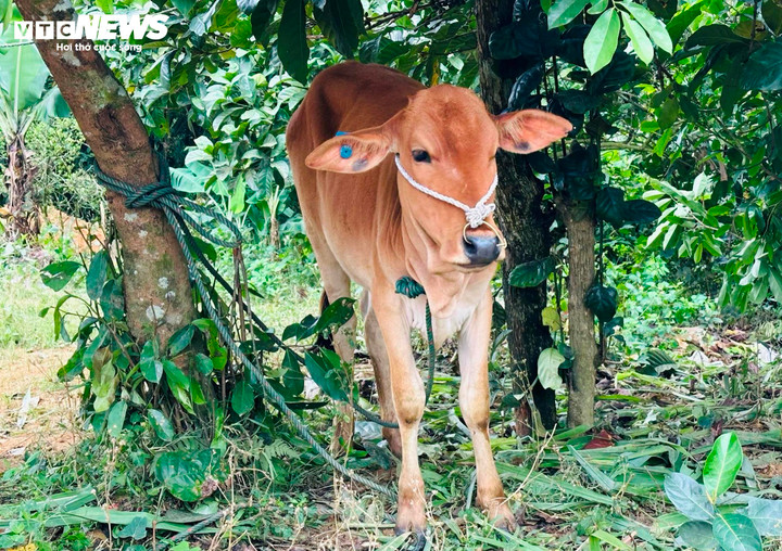 Bò doanh nghiệp tự ý cấp lại cho dân thực ra chỉ là con bê, không đủ tiêu chuẩn cân nặng.