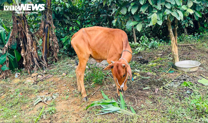 Người dân phản ánh rằng, bò được giao không những gầy mà còn khá kén ăn khi ít ăn cỏ mà chỉ thích ăn bột.