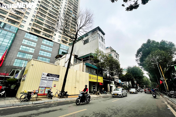 Cây sao đen nghi bị 'bức tử' trên phố Lò Đúc: 'Cứ nhà mới mọc lên là cây chết' - 7