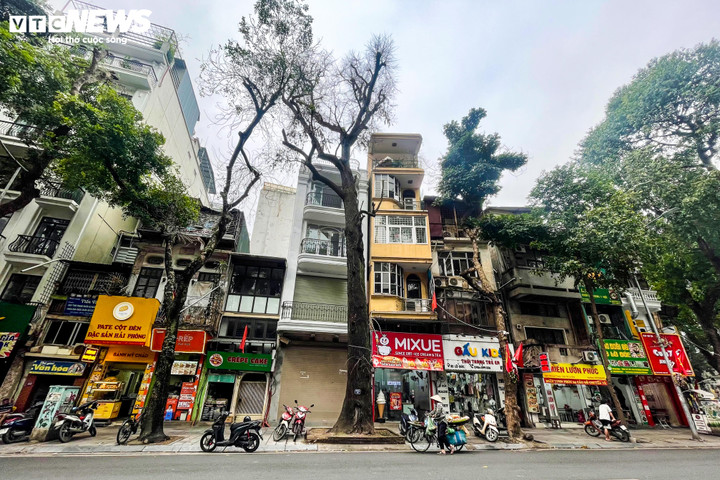 Cây sao đen nghi bị 'bức tử' trên phố Lò Đúc: 'Cứ nhà mới mọc lên là cây chết' - 6