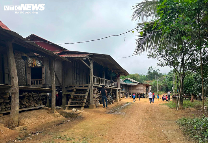 Dân được cấp bò chủ yếu là người đồng bào thiểu số sống ở những bản làng vùng sâu của huyện Hướng Hoá (Quảng Trị).