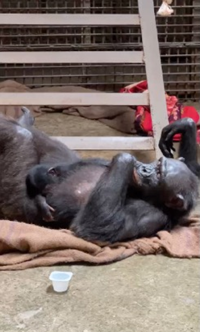 Hắc tinh tinh truyền cảm hứng sinh tồn tại Vinpearl Safari Phú Quốc - 2