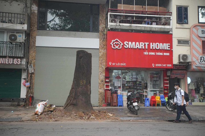 Sau khi cây sao đen chết, lực lượng chức năng đốn hạ để thay thế cây mới.