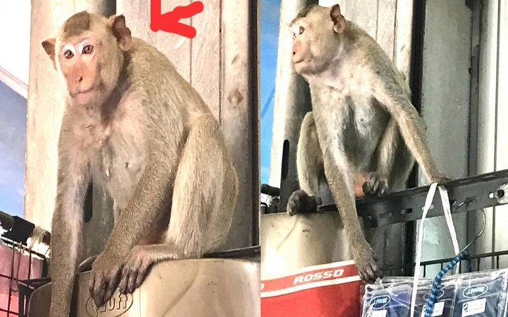 Con khỉ chuyên trộm đồ lót của phụ nữ tên là Thanadet (trái).