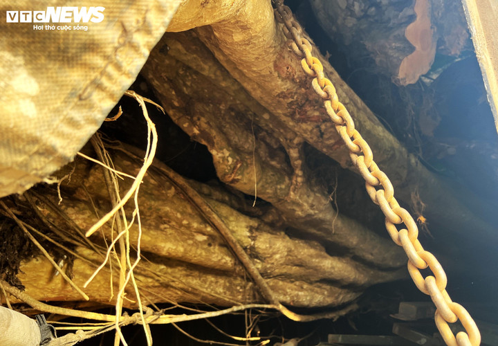 Những cây bằng lăng rừng "khủng" còn nguyên gốc bị lực lượng chức năng tạm giữ ngày 29/3.