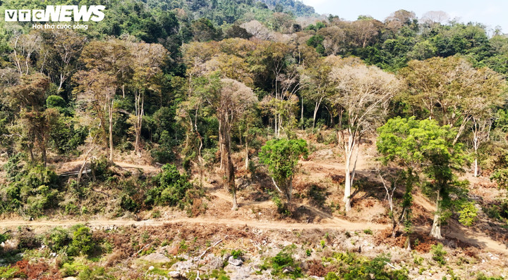 Những cây bằng lăng còn lại tại khoảnh rừng khai thác phục vụ Dự án thủy điện Vĩnh Sơn 4.