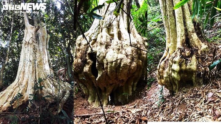 3 gốc bằng lăng "khủng" nhất tại rừng Vĩnh Thạnh đã được doanh nghiệp "bế đi".