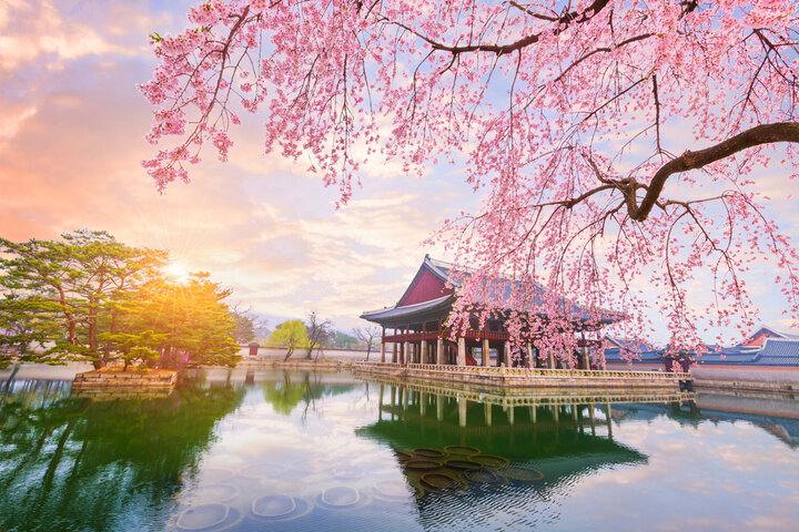 Hoa anh đào ở Seoul. (Ảnh: Wego Travel Blog)