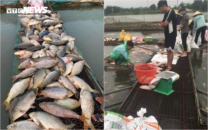 Cá chết hàng loạt, hóa thành phân bón được bán với giá 2.000 đồng/kg. (Ảnh: NVCC)