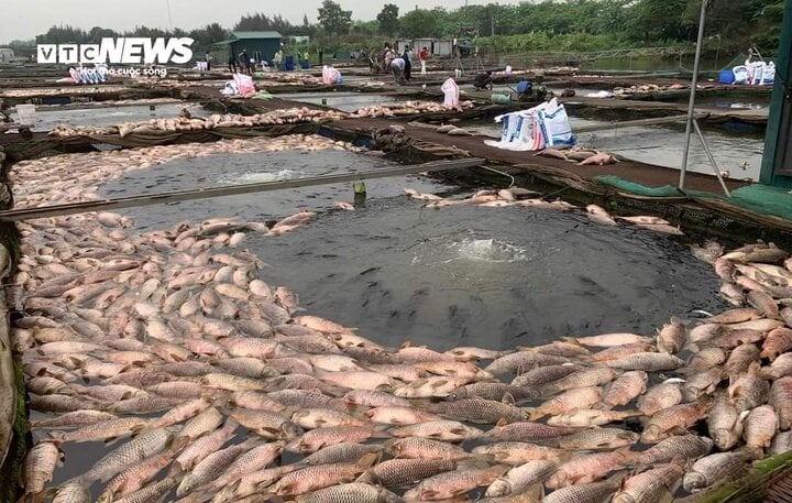 Cá chết hàng loạt tại những lồng bè ở xã Tiền Tiến, Hải Dương. (Ảnh: NVCC)
