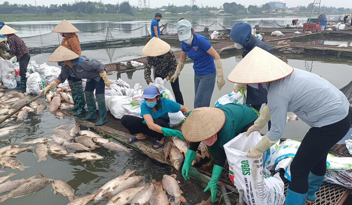 Cá diêu hồng, cá chép giòn nuôi lồng bè ven sông Thái Bình (qua TP Hải Dương) chết hàng loạt, khiến hàng chục hộ nuôi thiệt hại nặng nề.