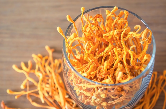 Đông trùng hạ thảo rất tốt cho sức khoẻ. (Ảnh minh hoạ)