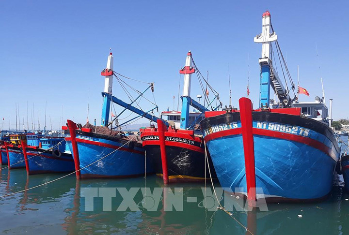 Tàu đánh bắt xa bờ neo đậu tại cảng cá Ninh Chữ (huyện Ninh Hải, Ninh Thuận). (Ảnh: TTXVN)