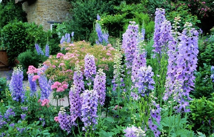 Hoa yến phi là loài hoa có vẻ đẹp thanh thoát, nhẹ nhàng, tươi lâu nhưng chứa chất cực độc. (Ảnh minh hoạ)