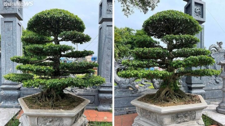 Tại sao trồng cây sanh thường trồng 2 cây? (Ảnh: Thành Lâm)