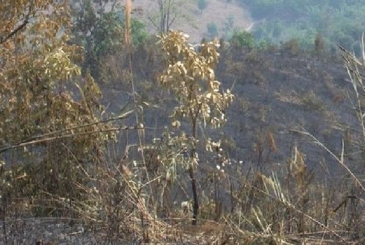 Gần 9ha rừng thông ba lá của 4 hộ dân ở Kon Tum thiệt hại trong vụ cháy do đốt rẫy. (Ảnh: V.P)