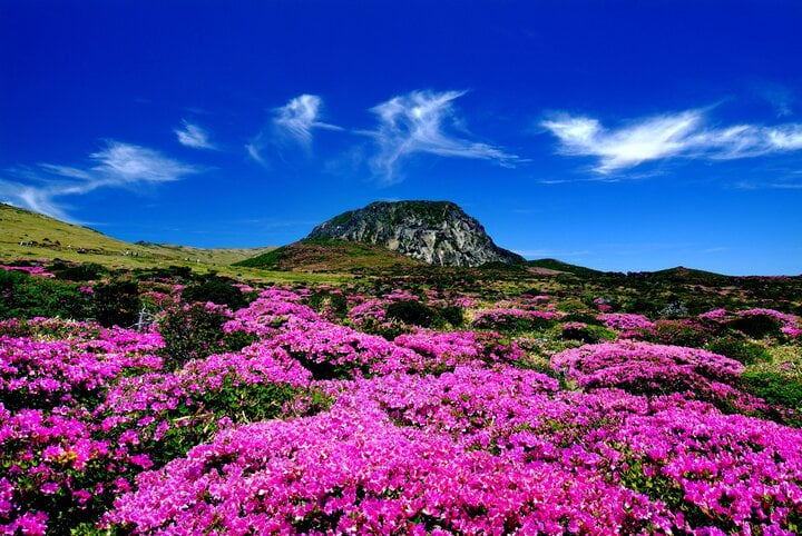 Mùa hoa trên đảo Jeju. (Ảnh: CNN)