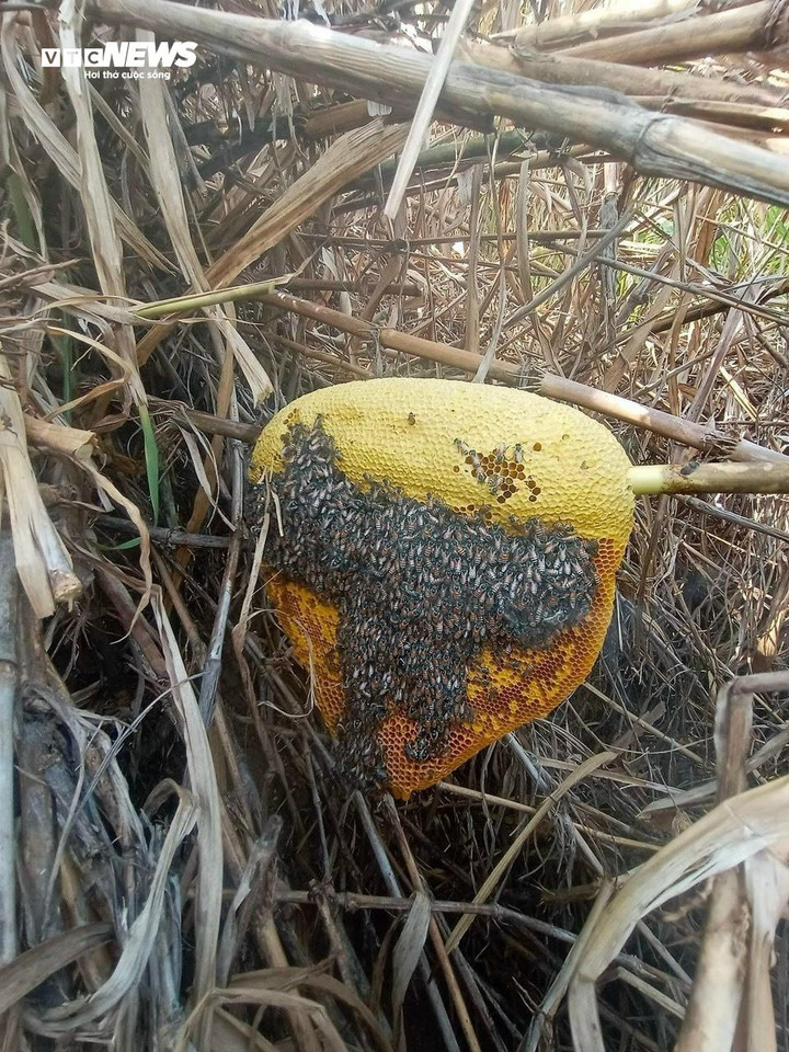 Tổ ong ruồi trong tự nhiên. (Ảnh: NVCC)