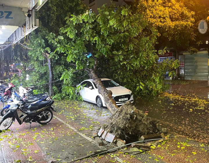 Cây xanh bật gốc đè trúng ô tô đang đỗ ven đường ở quận Long Biên (Hà Nội) tối 20/4.(Ảnh: OFFB)