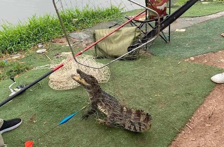 Người dân bắt được con cá sấu trong hồ câu ở Hà Nội.