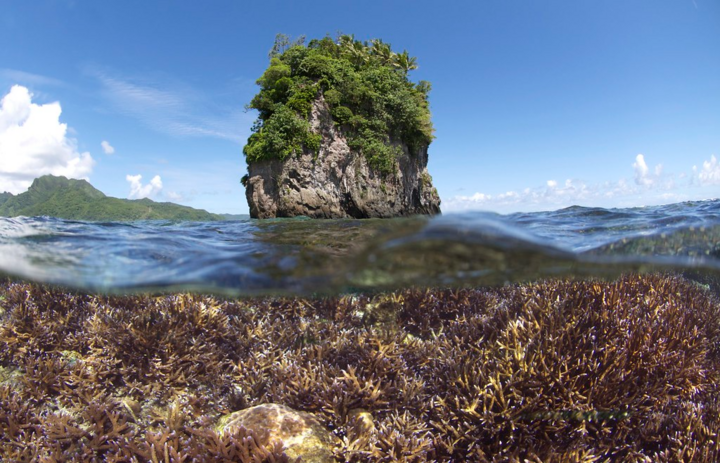 San hô tại Samoa thuộc Mỹ, tháng 12/2014... (Ảnh: XL Catlin Seaview Survey)