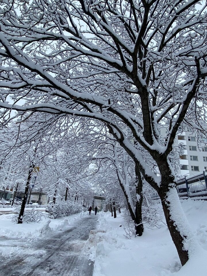 Tuyết rơi dày ảnh hưởng đến giao thông và đi lại của người dân. (Ảnh: NVCC)