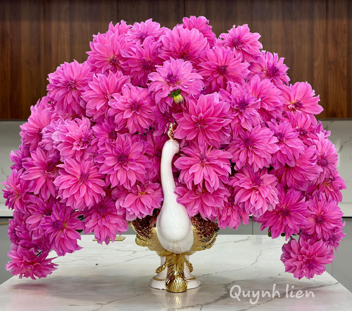 Bình hoa thược dược đua nhau khoe nở đón Tết.