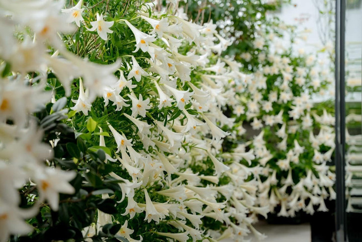 "Vườn hoa" trong nhà ấn tượng với 2.500 bông loa kèn.