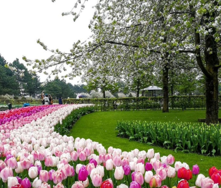 Keukenhof là vườn hoa tulip mang tính biểu tượng của Hà Lan.