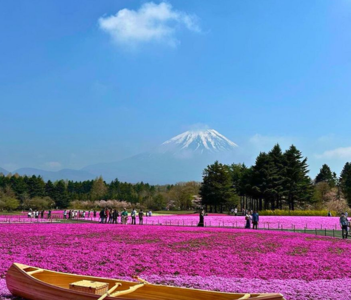 Dưới chân núi Phú Sĩ (Nhật Bản), bạn có thể tìm thấy một trong những cánh đồng hoa ngoạn mục nhất thế giới. Những bông hoa Shibazakura màu hồng, đỏ tươi và trắng nở rộ trên đồng cỏ Nhật Bản trong Lễ hội Fuji Shibazakura diễn ra hàng năm vào tháng 4 và tháng 5.