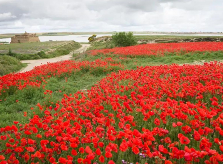 Những năm gần đây, hình ảnh cánh đồng hoa anh túc ở tỉnh Zamora (Tây Ban Nha) được coi là một trong những cánh đồng hoa đẹp nhất thế giới. Tấm thảm đỏ tươi được tạo ra bởi những bông hoa này đã thu hút nhiều du khách.