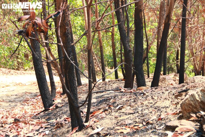 Hàng trăm ha keo lá tràm sắp sửa cho thu hoạch đã bị thiêu cháy.