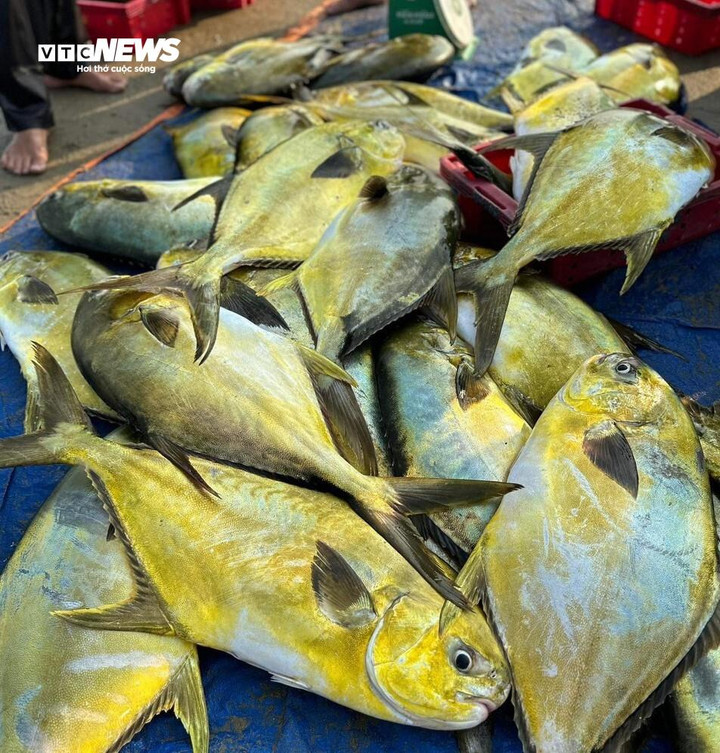 Ngư dân Hà Tĩnh may mắn bắt được mẻ cá vàng dương hơn 1 tấn. (Ảnh: CTV)