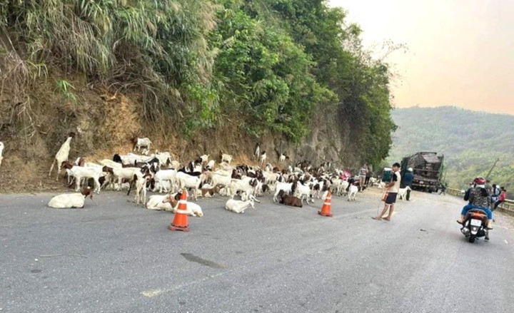 Số dê còn sống được người dân trông giữ giúp tài xế.