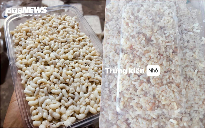 Trứng kiến loại to, loại nhỏ đều có. (Ảnh:NVCC)