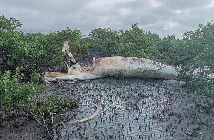 Xác cá voi đang trong quá trình phân huỷ.