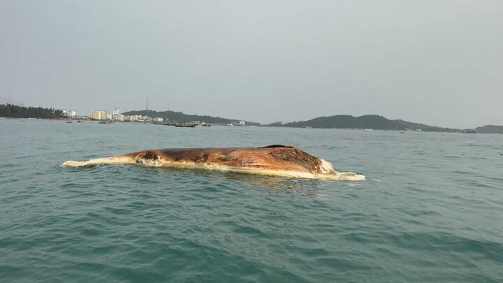 Xác cá voi khoảng 10 tấn trôi dạt vào vùng biển Cô Tô (Quảng Ninh)