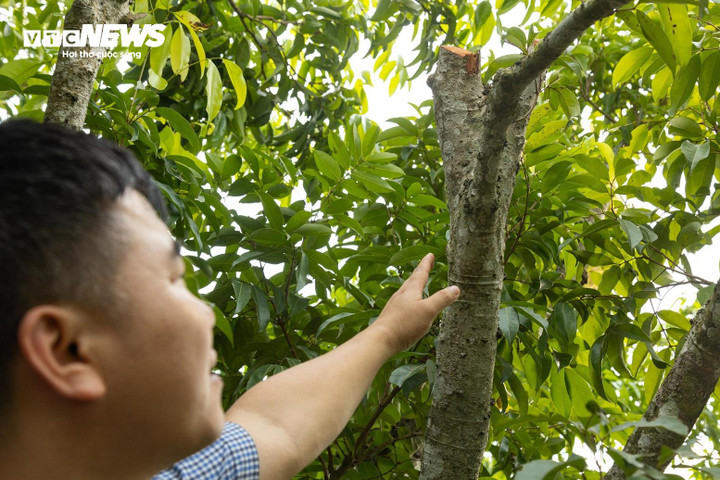 Những cây vải không ra hoa đã được người dân cắt tỉa cành, chuẩn bị cho mùa vụ năm sau.