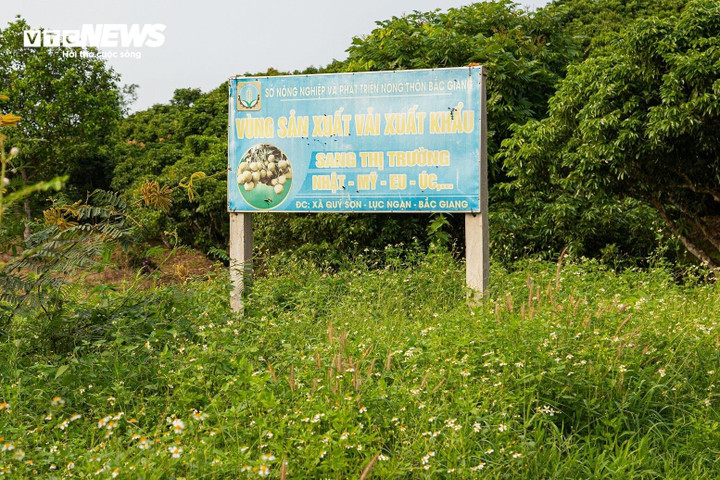 Vùng sản xuất vải xuất khẩu cũng ghi nhận tình trạng mất mùa nghiêm trọng.