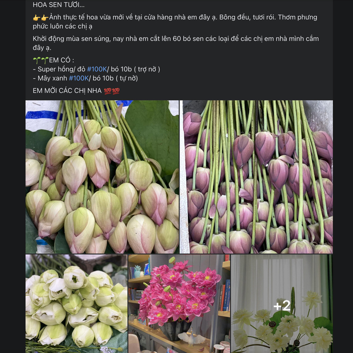 Hoa sen đầu mùa được rao bán trên "chợ mạng". (Ảnh chụp màn hình)