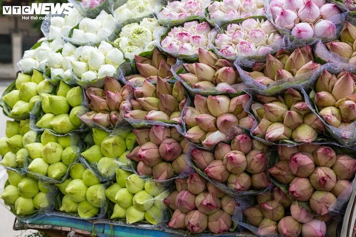Hoa sen Quan Âm 'nở rộ' khắp phố, hút hồn người Hà Nội - 2