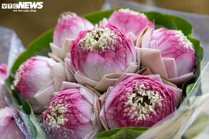 Hoa sen Quan Âm 'nở rộ' khắp phố, hút hồn người Hà Nội - 3