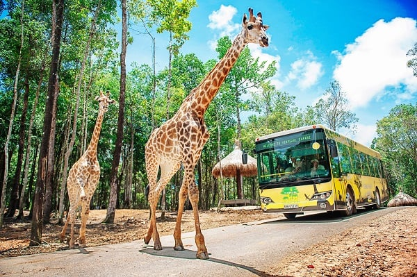 Có Vinpearl Safari Nha Trang không? - 1