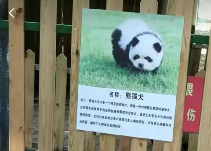 Tấm biển giới thiệu ghi rõ thông tin của cặp "chó gấu trúc". (Ảnh: Thời báo Hoàn Cầu)