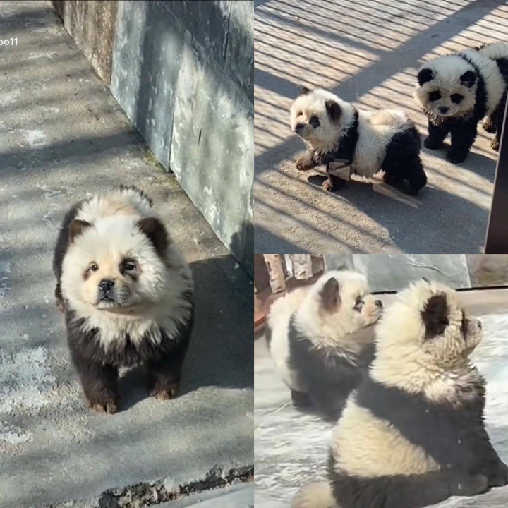 Cặp "chó gấu trúc" ở sở thú Thái Châu, tỉnh Giang Tô, Trung Quốc. (Ảnh: Weibo)