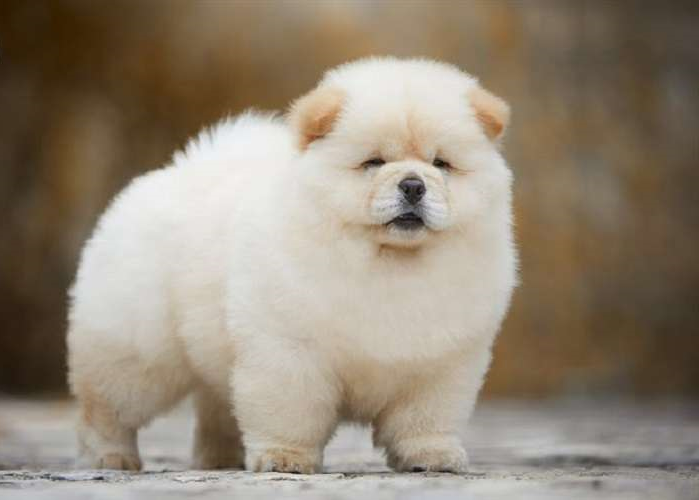 Một chú chó Chow Chow lông trắng.