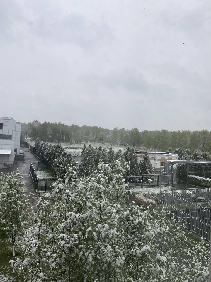 Tuyết phủ trắng cây cối, nhà cửa ở Moskva, Nga, ngày 6/5. (Ảnh: Nhân vật cung cấp)