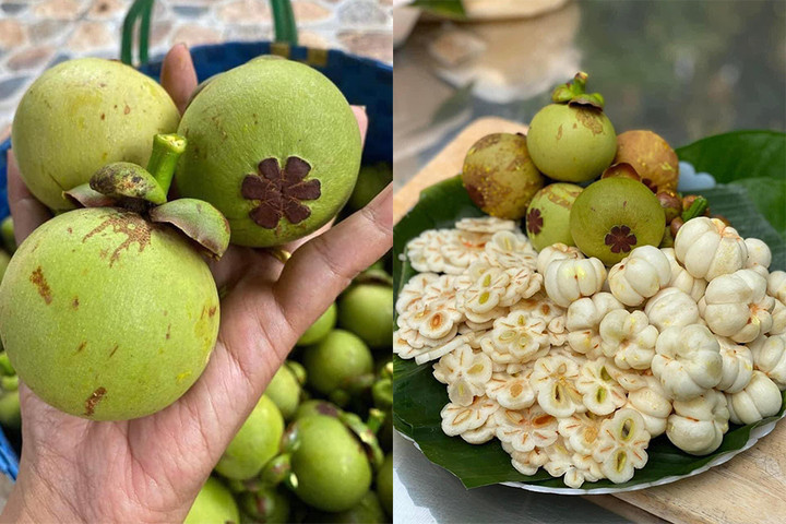 Ruột măng cụt xanh đang rất đắt.